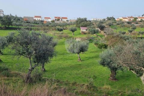 Terra a Perais, Castelo Branco, Perais - € 34.000 | Ref: H771 - foto 15