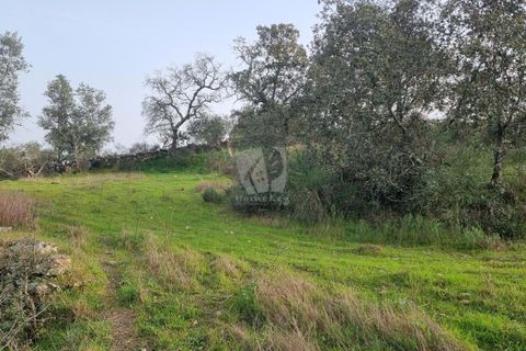 Terra a Perais, Castelo Branco, Perais - € 34.000 | Ref: H771 - foto 17