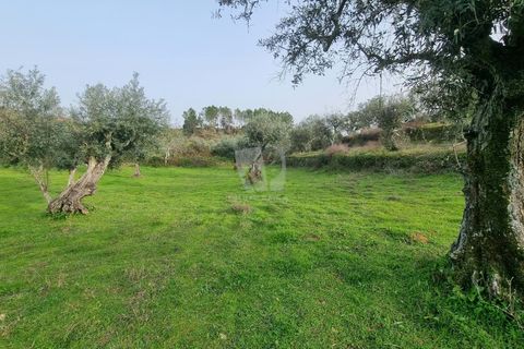 Terra a Perais, Castelo Branco, Perais - € 34.000 | Ref: H771 - foto 20
