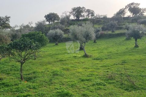 Terra a Perais, Castelo Branco, Perais - € 34.000 | Ref: H771 - foto 21