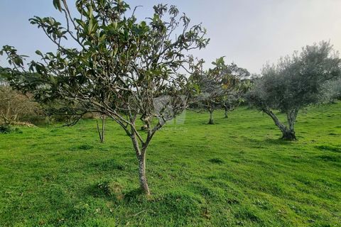 Terra a Perais, Castelo Branco, Perais - € 34.000 | Ref: H771 - foto 22