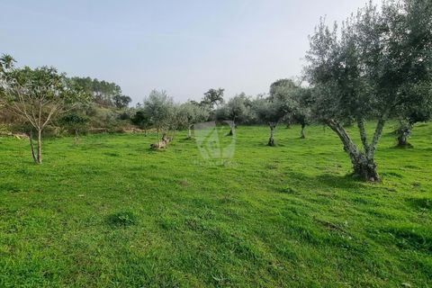 Terra a Perais, Castelo Branco, Perais - € 34.000 | Ref: H771 - foto 23