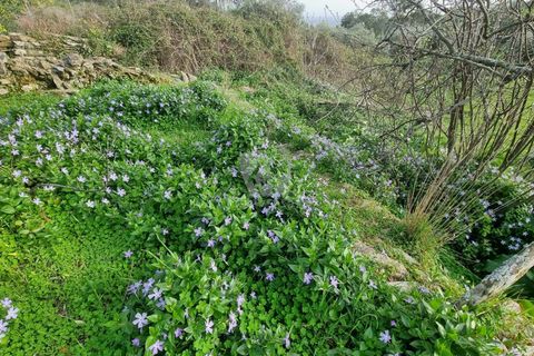 Terra a Perais, Castelo Branco, Perais - € 34.000 | Ref: H771 - foto 25