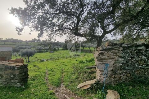Terra a Perais, Castelo Branco, Perais - € 34.000 | Ref: H771 - foto 26