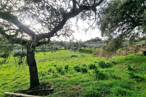 Terra a Perais, Castelo Branco, Perais - € 34.000 | Ref: H771 - foto 27