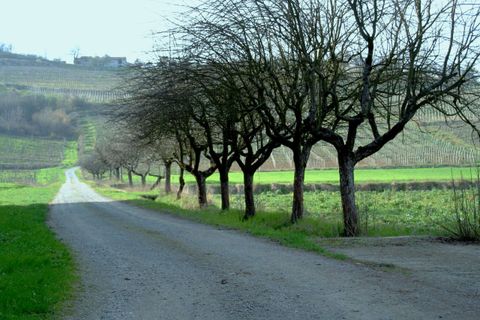 Farm hus i Ovada, Alessandria, Ovada - € 2.200.000 | Ref: RP-856092-856092 - foto 21