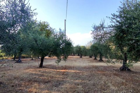 Villa em Baschi, Terni, Baschi - € 265.000 | Ref: BASCHI04-875360 - foto 12