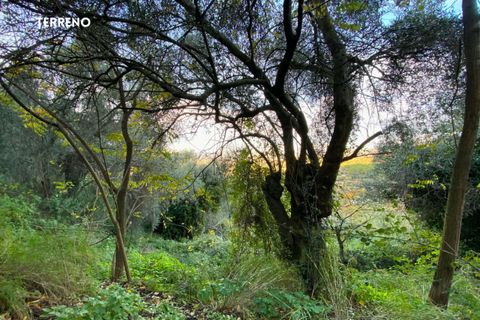 Villa a Scarlino, Grosseto, Scarlino - € 85.000 | Ref: 41741006-176-908510 - foto 8
