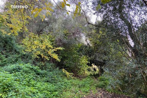 Villa a Scarlino, Grosseto, Scarlino - € 85.000 | Ref: 41741006-176-908510 - foto 12