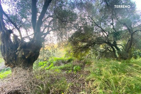 Villa a Scarlino, Grosseto, Scarlino - € 85.000 | Ref: 41741006-176-908510 - foto 25