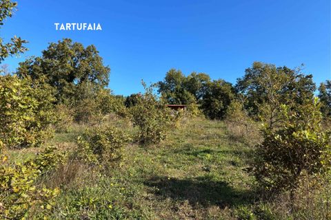 Villa a Roccatederighi, Grosseto, Roccatederighi - € 45.000 | Ref: 41741006-161-908848 - foto 19
