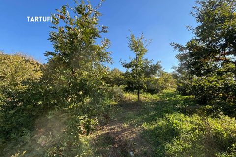 Villa a Roccatederighi, Grosseto, Roccatederighi - € 45.000 | Ref: 41741006-161-908848 - foto 25