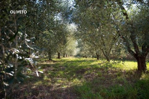 Villa i Ribolla, Grosseto, Ribolla - € 250.000 | Ref: 41741007-01-908900 - foto 3