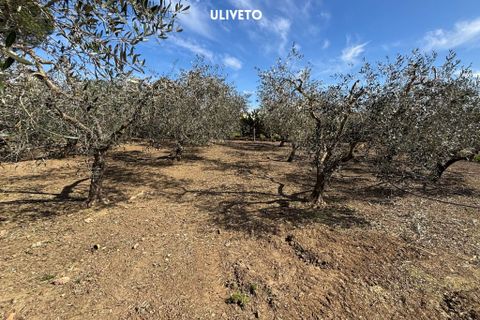 Villa a Suvereto, Livorno, Suvereto - € 350.000 | Ref: 41741006-112-909732 - foto 13