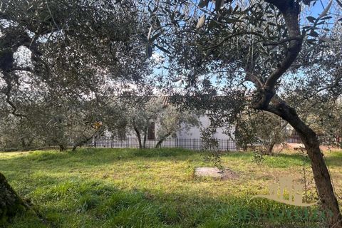 Villa a Paciano, Perugia, Paciano - € 350.000 | Ref: Ci301-934652 - foto 6