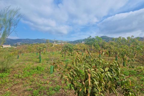 Landejendom i Cajiz, Malaga, Cajiz - € 699.000 | Ref: AX1431 - foto 15