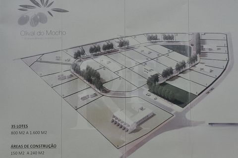Terra a Montargil, Portalegre, Montargil - € 115.100 | Ref: 1487MB_lote2 - foto 12