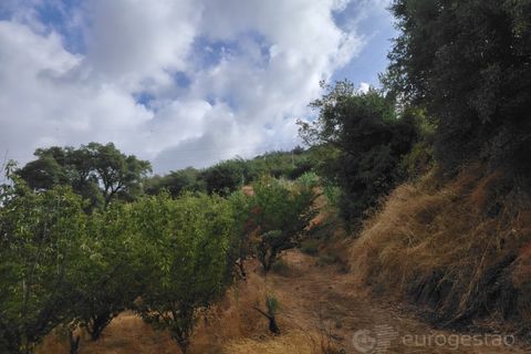 Farm i Barro, Aveiro, Barro - € 185.000 | Ref: LMG_4101 - N - foto 6