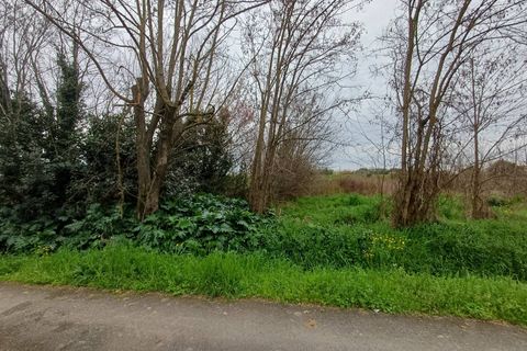Terra a Vecchiano, Pisa, Vecchiano - € 16.000 | Ref: 2026068 - foto 3