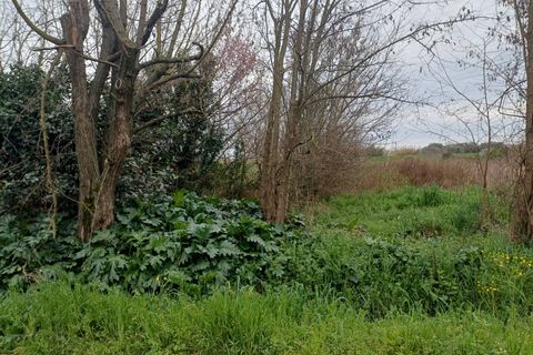 Terra a Vecchiano, Pisa, Vecchiano - € 16.000 | Ref: 2026068 - foto 4
