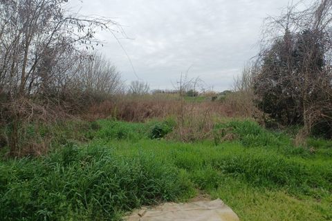Terra a Vecchiano, Pisa, Vecchiano - € 16.000 | Ref: 2026068 - foto 5