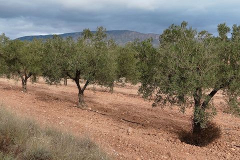 Terra a Monovar, Alicante, Monovar - € 42.900 | Ref: 44090c2603-SS - foto 3