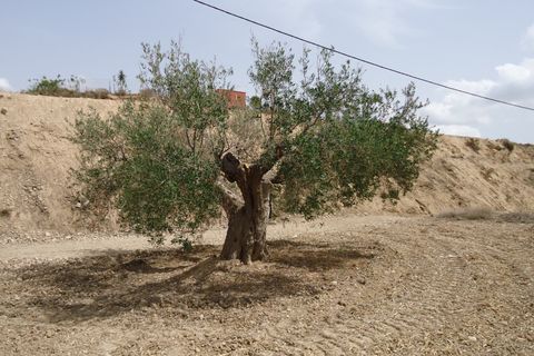 Helårsgrund i Abanilla, Murcia, Abanilla - € 19.900 | Ref: 44069c2603-SS - foto 3