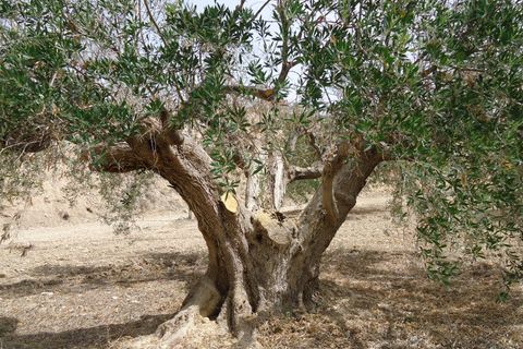 Helårsgrund i Abanilla, Murcia, Abanilla - € 19.900 | Ref: 44069c2603-SS - foto 19