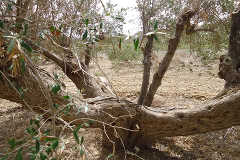 Helårsgrund i Abanilla, Murcia, Abanilla - € 19.900 | Ref: 44069c2603-SS - foto 20