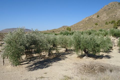 Tomt i Abanilla, Murcia, Abanilla - € 82 995 | Ref: 44064c2603-SS - foto 18