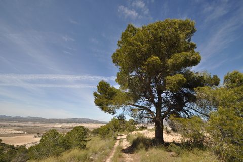 Terra a La Zarza, Murcia, La Zarza - € 39.900 | Ref: 44021c2603 - foto 8