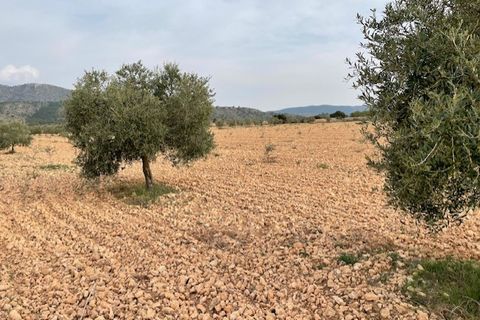 Tomt i Yecla, Murcia, Yecla - € 54 900 | Ref: 44013c2603 - foto 6