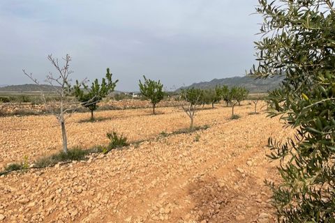 Tomt i Yecla, Murcia, Yecla - € 54 900 | Ref: 44013c2603 - foto 13