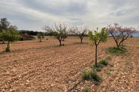 Tomt i Yecla, Murcia, Yecla - € 54 900 | Ref: 44013c2603 - foto 17