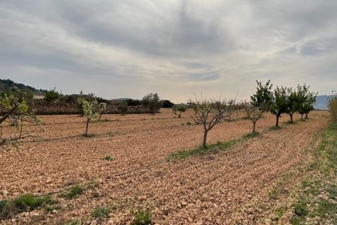 Tomt i Yecla, Murcia, Yecla - € 54 900 | Ref: 44013c2603 - foto 20