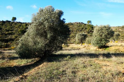 Finca i Fabara, Zaragoza, Fabara - € 15 500 | Ref: 1114 - foto 15