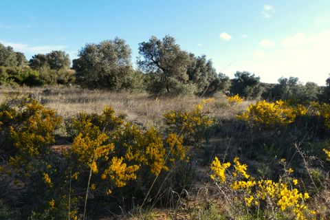 Finca i Fabara, Zaragoza, Fabara - € 15 500 | Ref: 1114 - foto 17