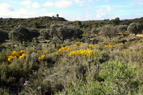 Finca i Fabara, Zaragoza, Fabara - € 15 500 | Ref: 1114 - foto 26