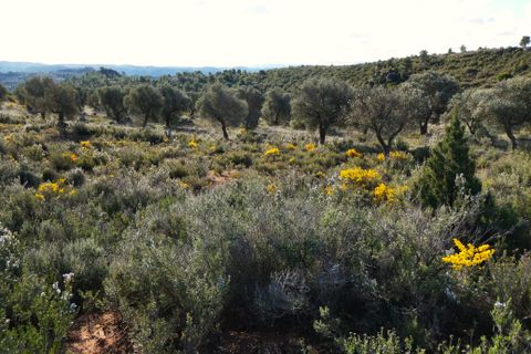 Finca i Fabara, Zaragoza, Fabara - € 15 500 | Ref: 1114 - foto 25