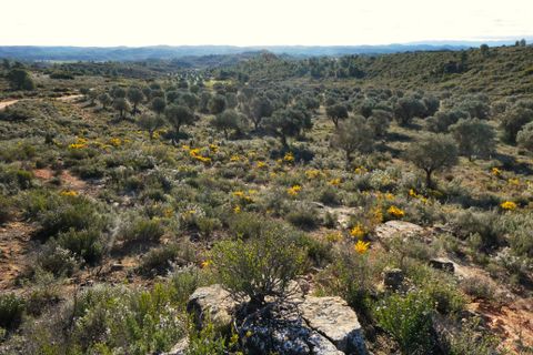 Finca i Fabara, Zaragoza, Fabara - € 15 500 | Ref: 1114 - foto 28