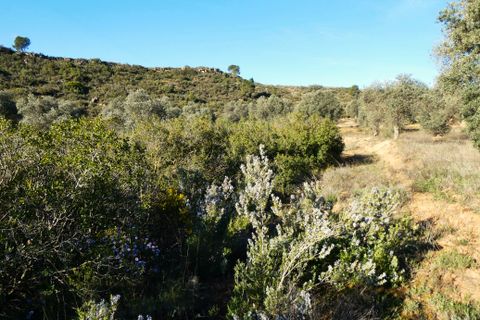Finca i Fabara, Zaragoza, Fabara - € 15 500 | Ref: 1114 - foto 14
