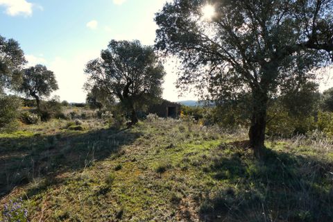 Finca i Fabara, Zaragoza, Fabara - € 15 500 | Ref: 1114 - foto 22