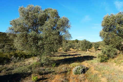 Finca i Fabara, Zaragoza, Fabara - € 15 500 | Ref: 1114 - foto 8