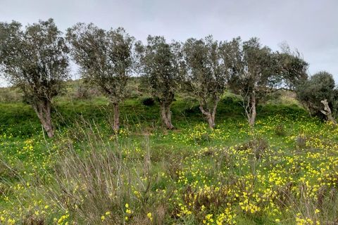 Helårsgrund i Sagres, Faro, Sagres - € 245.000 | Ref: 10452 - foto 13