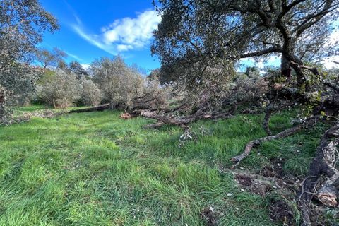 Helårsgrund i Tomar, Santarem, Tomar - € 27.500 | Ref: A092026 - foto 3