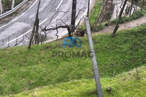 Helårsgrund i Cinfaes, Viseu, Cinfaes - € 25.000 | Ref: PROMAG#273 - foto 5