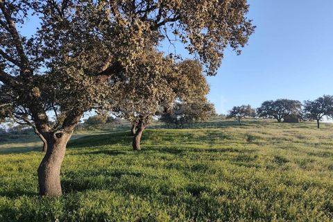 Farm hus i Messejana, Beja, Messejana - € 450.000 | Ref: BJ98859AJ - foto 10