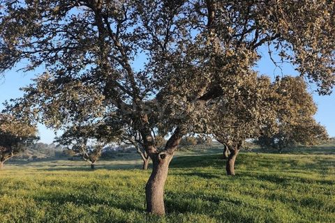 Farm hus i Messejana, Beja, Messejana - € 450.000 | Ref: BJ98859AJ - foto 11