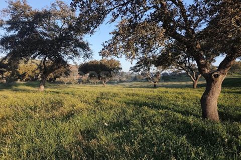 Farm hus i Messejana, Beja, Messejana - € 450.000 | Ref: BJ98859AJ - foto 12