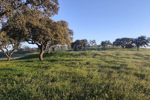 Farm hus i Messejana, Beja, Messejana - € 450.000 | Ref: BJ98859AJ - foto 18
